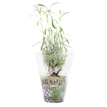 Lavender in Pot