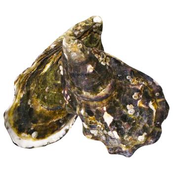 La Sublime Oyster №4 - buy, prices for METRO - photo 1