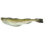 Albacore Fresh-frozen Pollock without Head