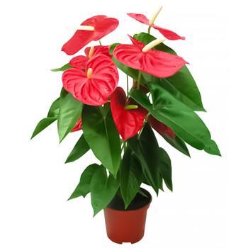 Anthurium Red 12x50cm