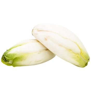 White Chicory