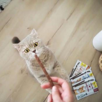 Gimborn GimCat Meat Sticks For Cats With Turkey And Rabbit 1pc - buy, prices for Vostorg - photo 4