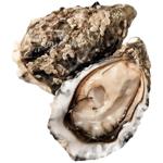 Устриця Санчез №1