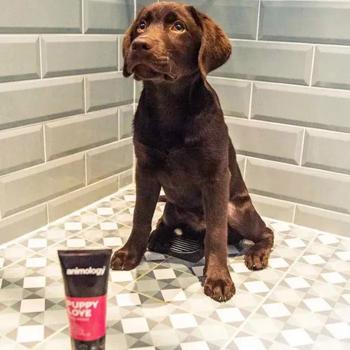 Shampoo 250ml - buy, prices for MasterZoo - photo 5