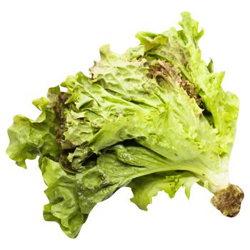 Lollo Rosso Lettuce - buy, prices for - photo 3