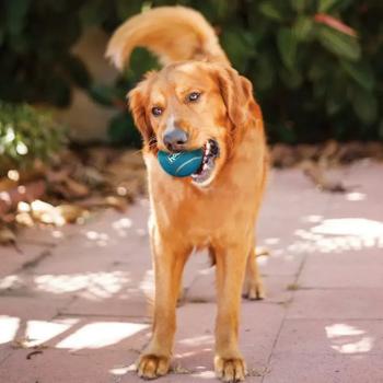 Іграшка для собак Outward Hound Squeaker Ballz MD 6 см 4 шт - купити, ціни на MasterZoo - фото 3