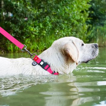 Нашийник для собак Waudog Waterproof водостійкий з QR паспортом 28-40см/20мм рожевий - купити, ціни на MasterZoo - фото 4