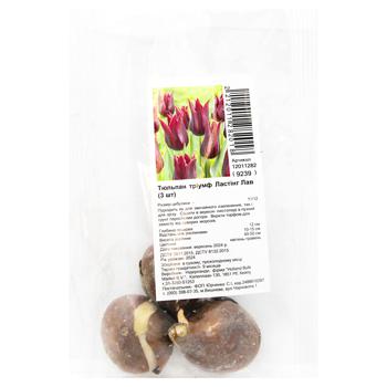 Цибулини тюльпана тріумф Ластінг Лав 3шт - купити, ціни на За Раз - фото 1