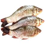 Crucian Carp