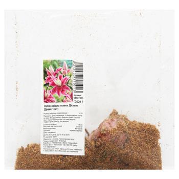 Full Distent Drum Oriental Lily Bulb 1pc