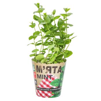 Mint in Pot 200g - buy, prices for - photo 3