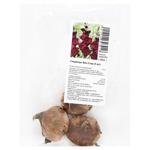 Beck Star Gladiolus Bulbs 3pcs