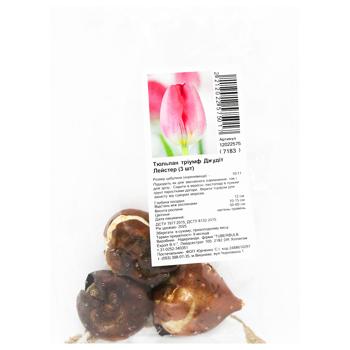 Bulb Without brand Netherlands - buy, prices for ULTRAMARKET - photo 1