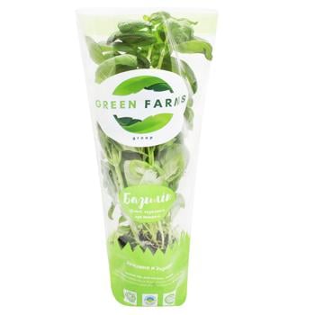 Green Farms Green Basil with Root in Peat, pc - buy, prices for NOVUS - photo 1