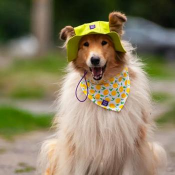 Панама для собак Hat-Dog р.M лаймовий - купити, ціни на MasterZoo - фото 6