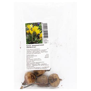 bulb Tuberbulb Export b.v. 4pcs Netherlands