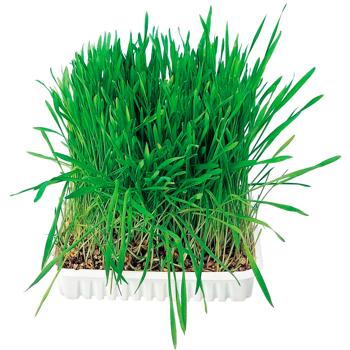 Trixie Grass with Barley Seeds Cat Snack 100g - buy, prices for MasterZoo - photo 2