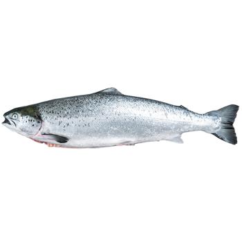 Frozen Red Trout 0.8-1.5kg - buy, prices for Auchan - photo 1