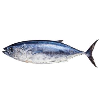 Blue Tuna 30+