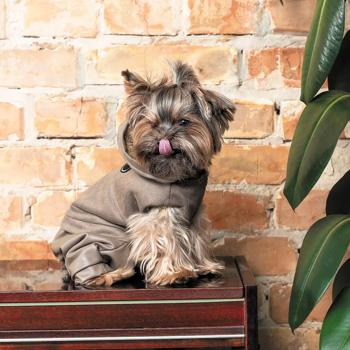 Костюм для собак Pet Fashion Pf Style S - купити, ціни на MasterZoo - фото 5