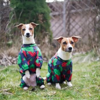 Waudog Clothes Raincoat for Dogs s.S35 with Guelder Rose Design - buy, prices for MasterZoo - photo 2