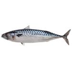 Fish Without brand