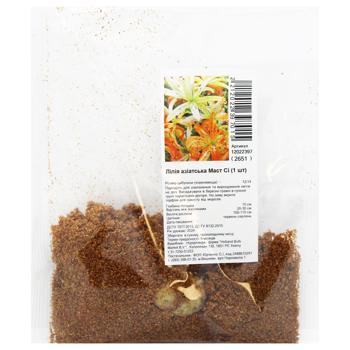 Mast Si Asiatic Lily Bulb 1pc
