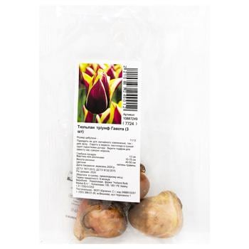 Gavota Triumph Tulip Bulb 3pcs - buy, prices for MegaMarket - photo 1