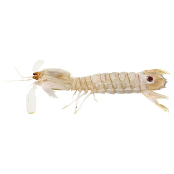 Peacock Mantis Shrimp - buy, prices for METRO - photo 2