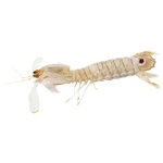 Рак-богомол