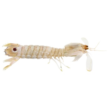 Peacock Mantis Shrimp - buy, prices for METRO - photo 3