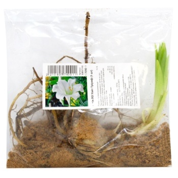 Bulb Lily LO White Triumph - buy, prices for MegaMarket - photo 1