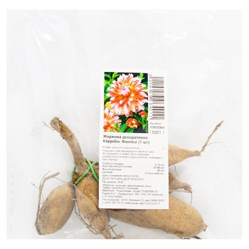 Root Tuber Decorative Dahlia Carribin Fantasy 1pc