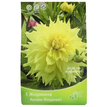 Dahlia Calvin Floodlight - buy, prices for MegaMarket - photo 1