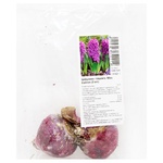 Bulb of Hyacinth Miss Saigon 2pcs