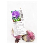 Цибулини гіацинтів садових Атлантік 2шт