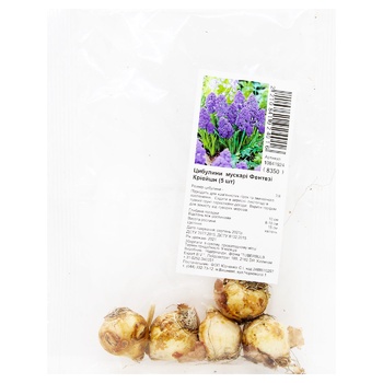 Bulbs of Muscari Fantasy Creation 5pcs - buy, prices for ULTRAMARKET - photo 1