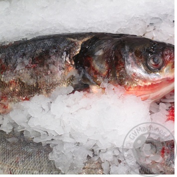 fish silver carp fresh Ukraine - buy, prices for - photo 25