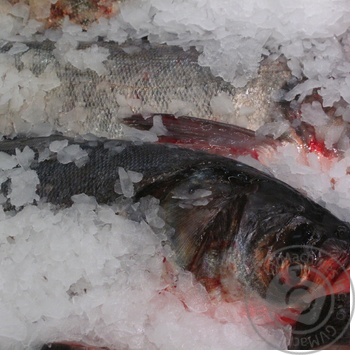 fish silver carp fresh Ukraine - buy, prices for - photo 23