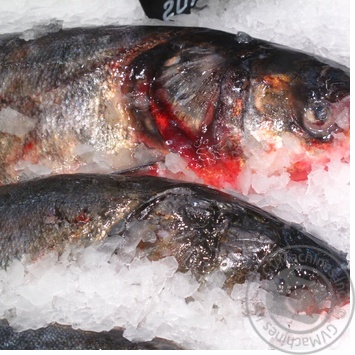 fish silver carp fresh Ukraine - buy, prices for - photo 17