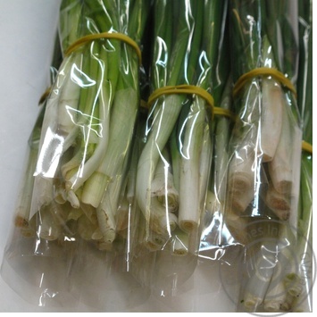 Scallions 50g - buy, prices for - photo 77
