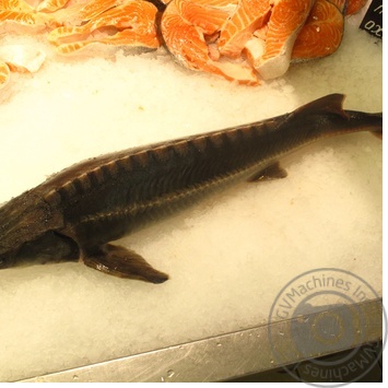 Fish sturgeon live Ukraine - buy, prices for NOVUS - photo 4