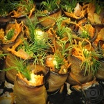 Баклажаны закусочные