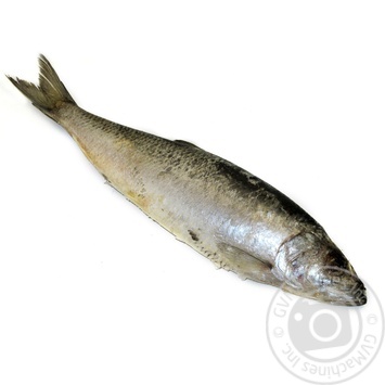 Frozen Herring 350+ - buy, prices for NOVUS - photo 1