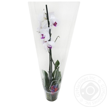 phalenopsis orchid - buy, prices for NOVUS - photo 1