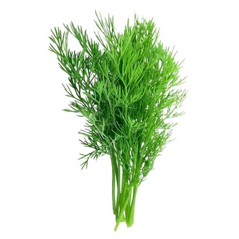 Dill 50g