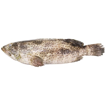 Fish Gray Grouper