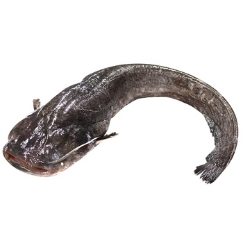 Fresh Chilled Catfish 5+ - buy, prices for Tavria V - photo 1