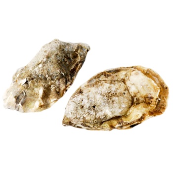 Special Tia Marra Oyster №2 1pcs - buy, prices for - photo 1