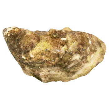 Oyster Yves Papan №2